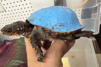 A Turtle with a Bright Blue Shell Was Found in Kentucky. Now Wildlife Experts Are Racing to Undo the Damage