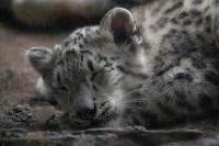 Meet the Bronx Zoo’s New Snow Leopard Cub (Video)