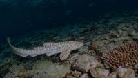 Endangered Leopard Shark Filmed Off Samoa Provides the First Verifiable Record for the Country