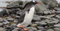 Scientists Identify New Penguin Species for the First Time in 100 Years
