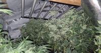 Albanian illegals ‘monitored huge cannabis farm from CCTV phone app’