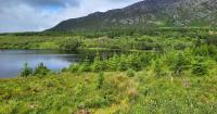 Does Ireland have the will to undo the disaster of plantation forestry?