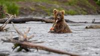 6 NEW'Backpack' wins Fat Bear Week at Alaska’s Katmai National Park