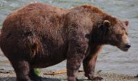 Fat Bear Week Opens For  Alaska’s  Heavyweight Crown. Can Chunk Win Again?
