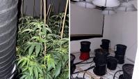 Takanini house damaged after tenants turn family home into cannabis farm linked to Vietnamese organised crime