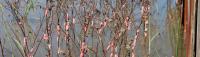 Academic invasion science innovations protect ecosystems, agriculture in U.S. South