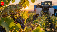 Chameleons drawn to vineyards face deadly risk from mechanical harvesting, scientists warn