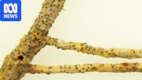 Australia records first detections of 'devastating' plant disease
