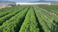 Australia’s largest medicinal cannabis farm now under Chinese ownership