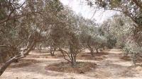 Israeli attacks, restrictions devastate Gaza’s olive industry