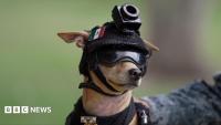 Mexico's National Guard debuts chihuahua dog recruit named 'Comando'