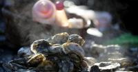 70+ oyster roasts around Charleston, the SC coast and elsewhere in the Palmetto State