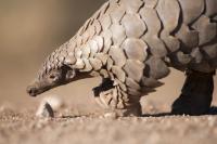 A Scaly Problem – What is driving the demand for pangolins?