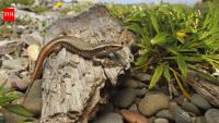 New Zealand built a 676-square-metre pest-proof sanctuary for rare skinks; four were released in 2026 to rebuild a mainland population