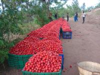 Proven Seeds, Training, and Markets Transform Ruhango Tomato Farming