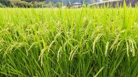 ‘Thrilling’: Dutch cattle farmers switch to rice as solution to warmer climate and sinking peatlands