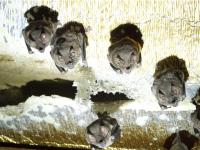 Latin American Bat Day: From Paraguay To The World, Putting Bats On The Map