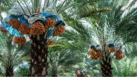 Dates: From traditional farming to an export-oriented industry