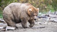 Alaska's Fat Bear Week crowns Backpack, son of 2019 winner Holly, 'the Duchess of Density'
