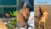Traveler protects tiny stray dog in Barbados, then decides they can't leave it behind