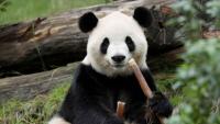 Zoo Atlanta’s new giant pandas are settling in