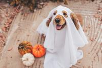 Detroit’s feeling spooky. Celebrate Halloween, Harvest Fest and more with these events
