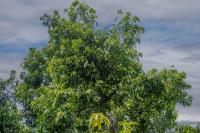 Mexican mango output faces sharp decline amid weather extremes