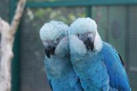 Vantara in talks with Brazil on ‘strategic cooperation’ on threatened species, FOIA documents reveal