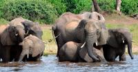 Botswana under fire after authorising elephant killing for independence celebrations
