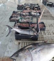 Ministry of Marine Resources urges fishermen to adhere to Swordfish regulations - to preserve resources & sustainability