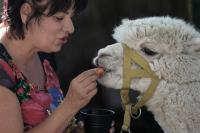 Alpacas host Serbian cafe and interact with guests