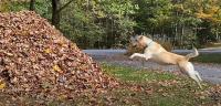 Maine Social Media Star Stella the Dog Shows Off Epic Leaf Jumps