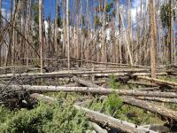 In Colorado, the majestic ponderosa pines are dying