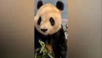 Zoo Atlanta gives first look at new giant pandas Fu Shuang and Ping Ping