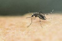 Florida Reports Dozens More Cases of Mosquito-Borne Dengue Virus