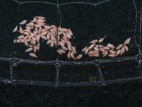 A recipe for death – How climate change & El Niño can ‘cook’ Tasmania’s salmon farms