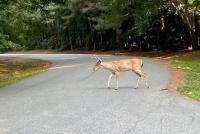 AAA Urges Caution as Peak Deer Season Raises Collision Risks Across Delaware