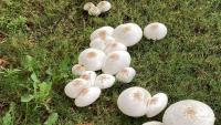 NMSU researchers warn against eating campus mushrooms mistaken for store-bought caps
