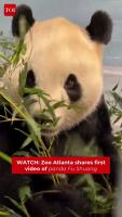 Zoo Atlanta Shares First Video Update Of Giant Panda Fu Shuang
