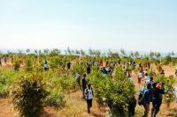 Kigali’s Igiti Cyanjye Drive Reaches 1.7M Plantings, Survival Tested