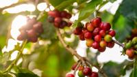 Coffee’s curious journey from Ethiopian goats to world