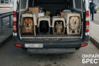 Brest resident illegally imported three dogs and a cat into Belarus from Poland