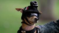 Mexico's smallest National Guard recruit proves it's not about the size of the dog in the fight