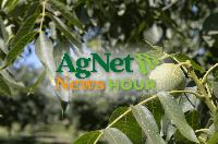 California Walnut Industry Faces Smaller Crop and Global Market Challenges