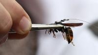 Asian hornets with tiny backpacks play 'Traitors' in search for Cork nests