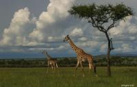 From ‘community-based’ to ‘community-led conservation’ in Kenya: Interview with Dickson Kaelo