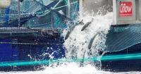Will British Columbia’s Wild Salmon Escape Aquaculture’s Disease Trap?