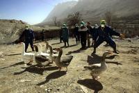 Second Goose with Bird Flu Dies at Nicosia's Athalassa Park as Cyprus Tests Four Exposed People