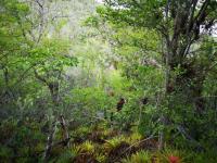 Dutch Caribbean Nature Under Growing Pressure From Climate Change, Pollution and Development
