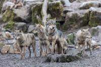 In Alaska, wolves have switched to a prey nobody expected them to hunt
